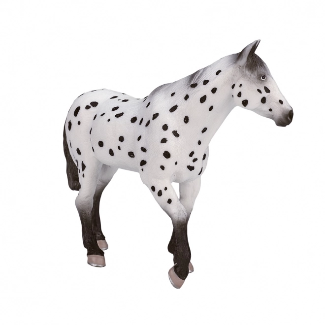 Mojo armăsar Appaloosa