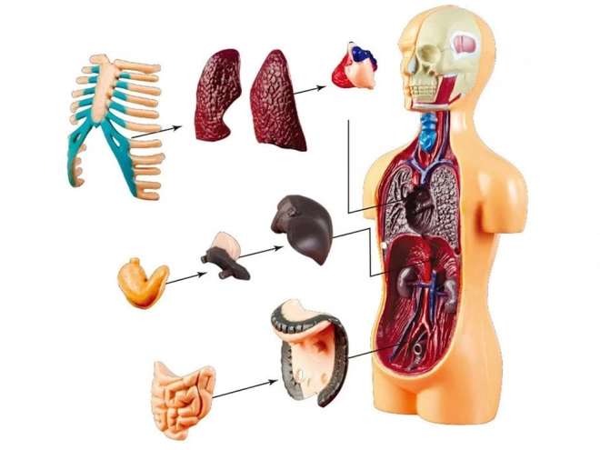 model anatomic de corp uman cu organe detașabile