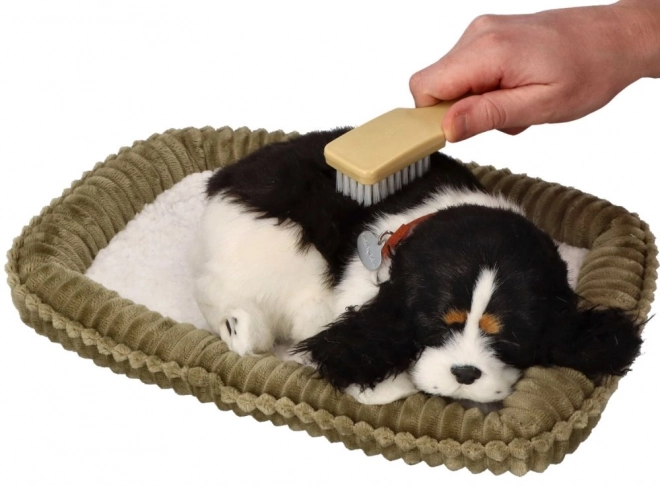 Să adoptăm împreună cățeluș Cocker Spaniel respirabil