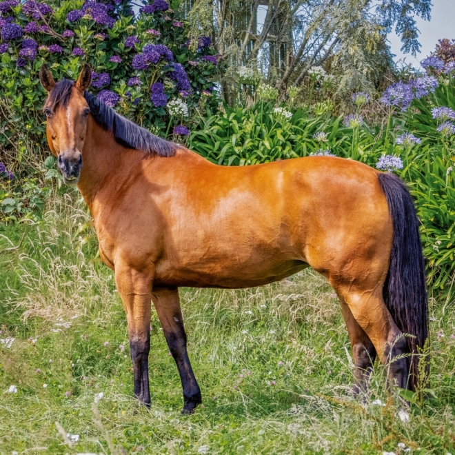 Calendar de notițe Cai Christiane Slawik 2026