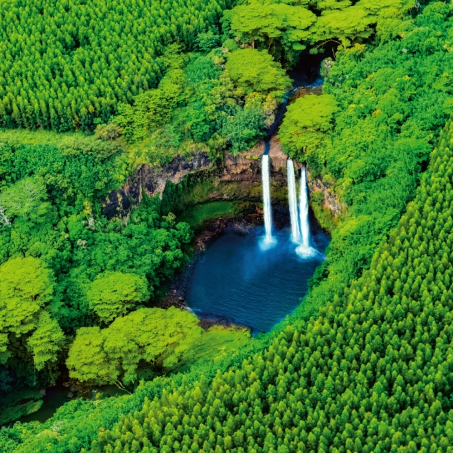 Calendar de notițe Păduri Tropicale 2026
