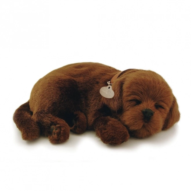 Cățeluș labrador candelator