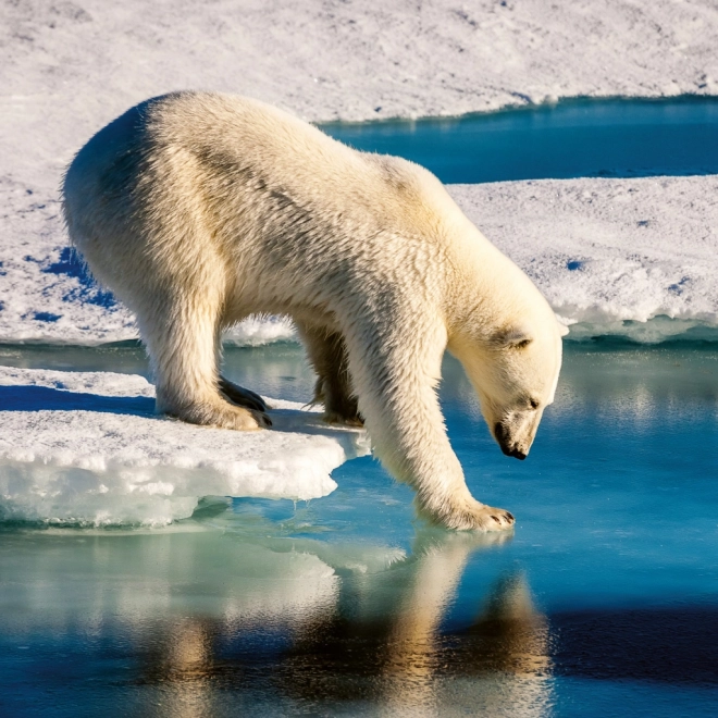 Calendar de notițe Animale sălbatice 2026