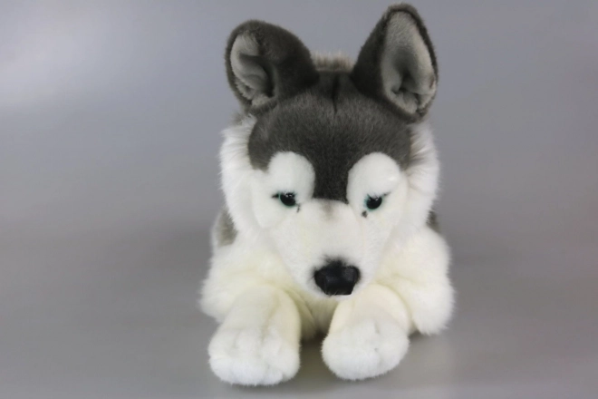 Husky de pluș 43 cm