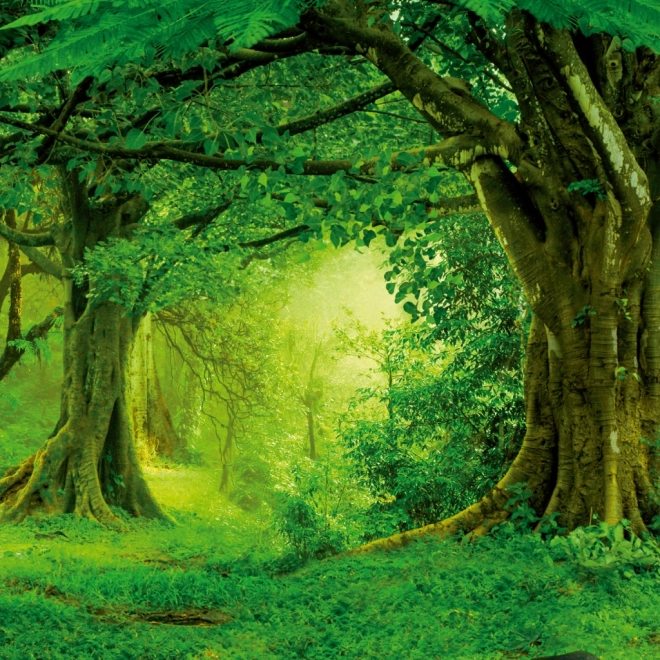 Calendar de notițe Păduri Tropicale 2026