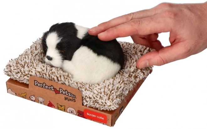 Border collie pe pătuț