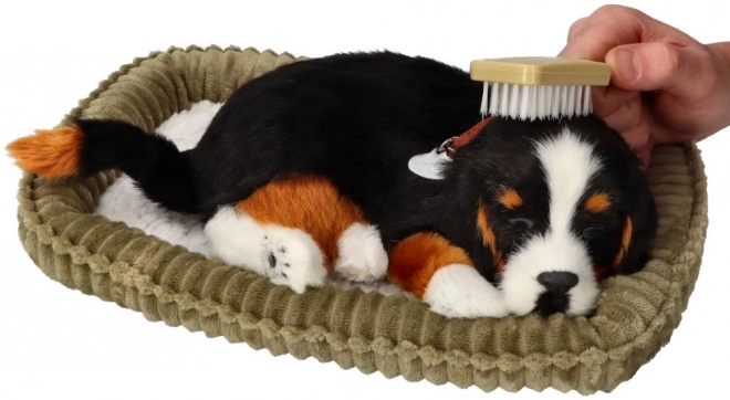 Berner adoptabil Perfect Petzzz