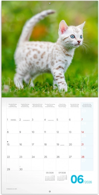 Calendar de notițe Pisicuțe 2026