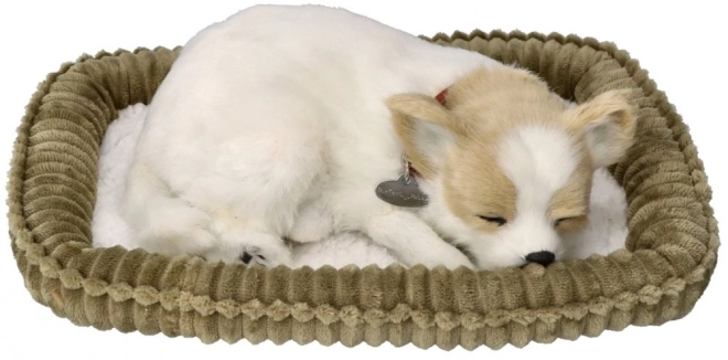 Cățeluș Chihuahua care sforăie