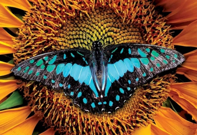 Puzzle Interdruk Natura plină de culoare: Fluture 250 piese