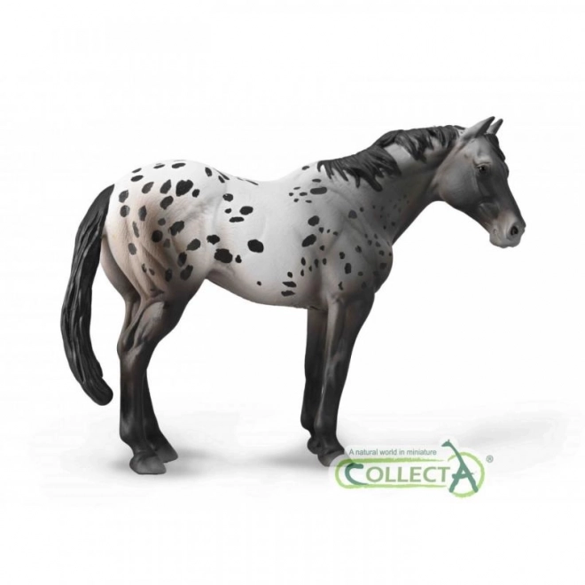 Collecta cal de rasă appaloosa