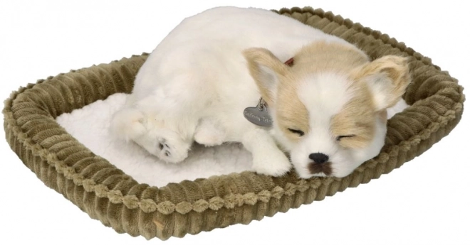 Cățeluș Chihuahua care sforăie