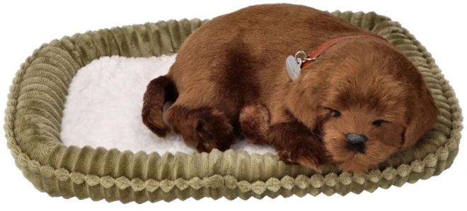 Cățeluș labrador candelator