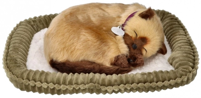 Pisică Siameză Respirabilă Adoptă-mă