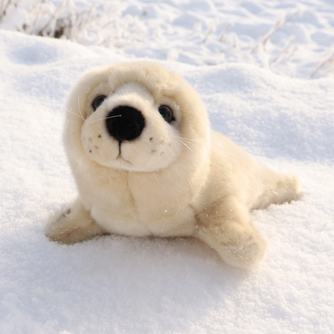 Foca moale