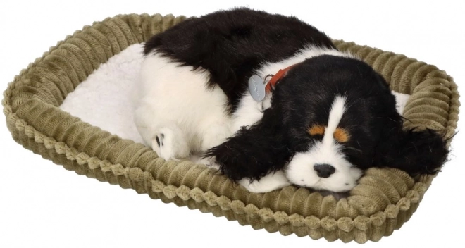 Să adoptăm împreună cățeluș Cocker Spaniel respirabil