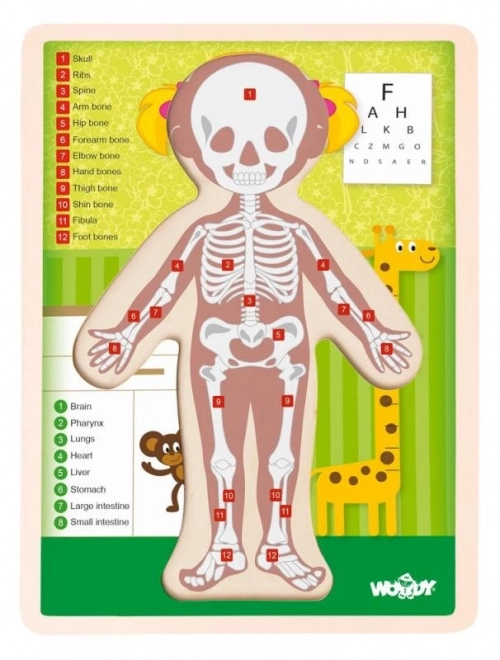 Puzzle dublu față Corpul uman - Fetiță