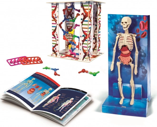 Set de anatomie a corpului uman CLEMENTONI Science&Play