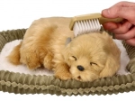 Adoptă un cățeluș Golden Retriever care respiră