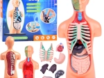 Model educațional al corpului uman cu organe detașabile, mini 15 cm
