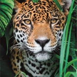 Puzzle 500 piese High Quality, Jaguar în junglă