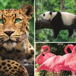 Puzzle animale – colaj 1000 piese EKO