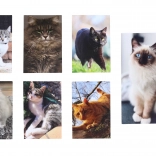 Caiet Mic Pisică 40 File