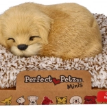 Retriever auriu care latră pe culcuș