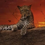 Puzzle panoramic Răsărit în Kenya 2000 piese