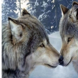 Norimpex pictură diamant Cântec de lup 30x40 cm