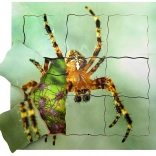 Puzzle stratificat din lemn Păianjen și ciclul său de viață