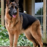 Pictură cu diamante Ciobănesc german 30 × 40 cm