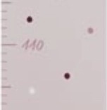 GOKI Metru de creștere din lemn Căprioară