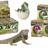 Ou magic care se clocește – șopârlă care crește 6 cm