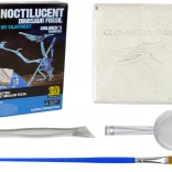 Set arheologic cu fosile de schelet de dinozaur - Pteranodon