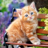 Puzzle cu 180 piese – pisoiaș roșcat