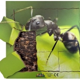 Furnica și ciclul ei de viață - puzzle din lemn stratificat
