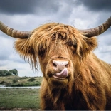 Ravensburger Puzzle Moments Highland Cattle 300 piese