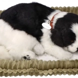 Cățeluș Border Collie care respiră, de adoptat