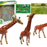 Figurine educaționale Familie de girafe 3 buc + Fundal Africa