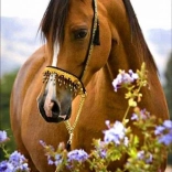 Pictură cu diamante Grația cailor 30 × 40 cm