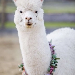 puzzle Ravensburger alpaca 200 piese