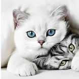 Pictură cu diamante Secretul pisicii 30 × 40 cm Norimpex