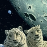 Puzzle bârlogul leopardului de zăpadă 2000 piese GRAFIKA