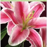 Pictură cu diamante pe carton – crin 21 × 29 cm