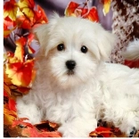 Pictură cu diamante – cățeluș alb 30 × 40 cm