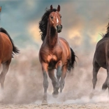 Puzzle 1000 Piese Compact Panorama Cai