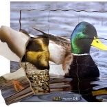 Puzzle stratificat din lemn cu rața și ciclul său de viață - 19 piese