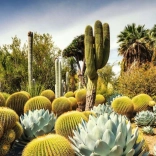 Puzzle 1000 piese – grădina deșertică HUNTINGTON, SUA