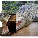 Puzzle crocodil din lemn stratificat - Ciclu de viață